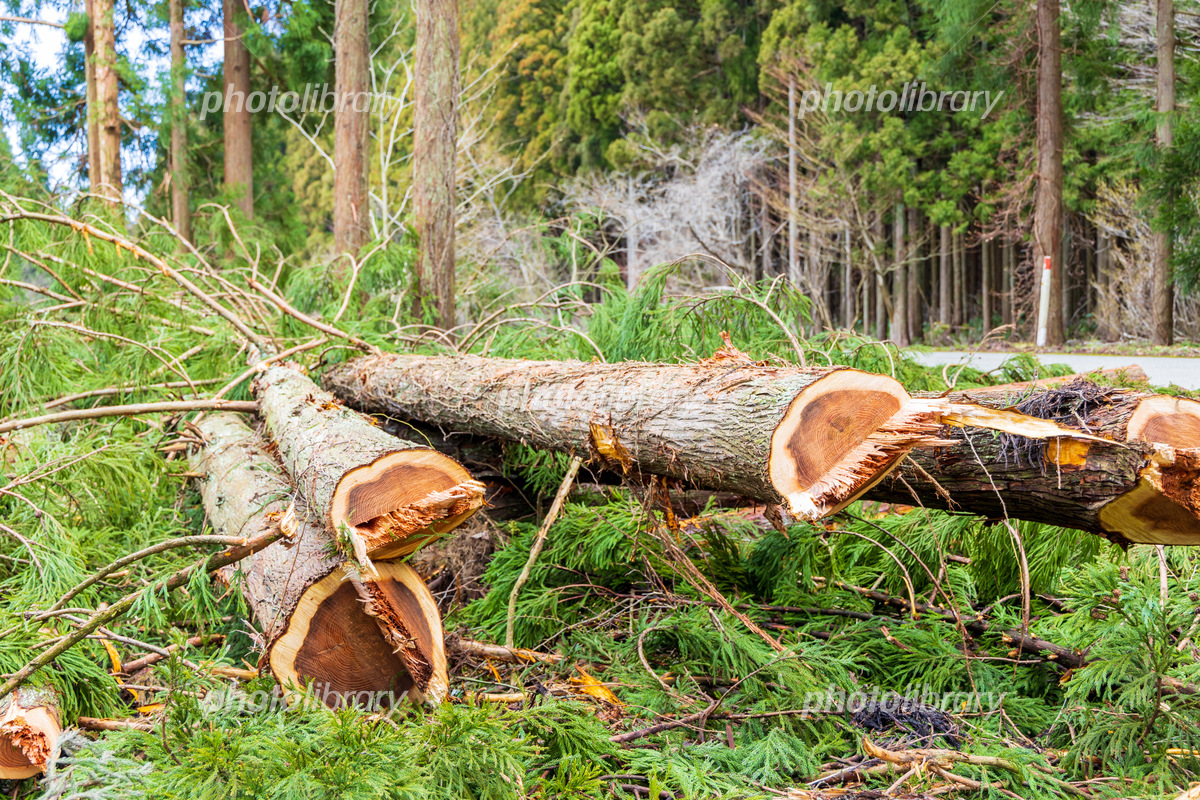 伐採ごみ運搬に強いリヤカー選びと活用術